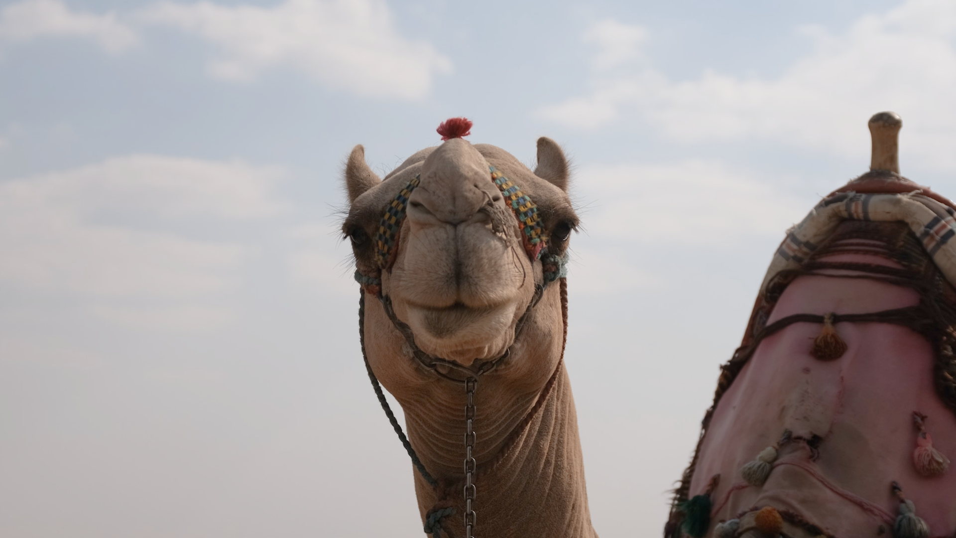 Camel portrait, desert light